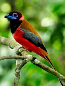 Red Naped Trogon