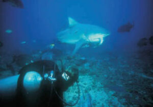 Bull shark eating