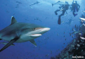 Divers with silvertip