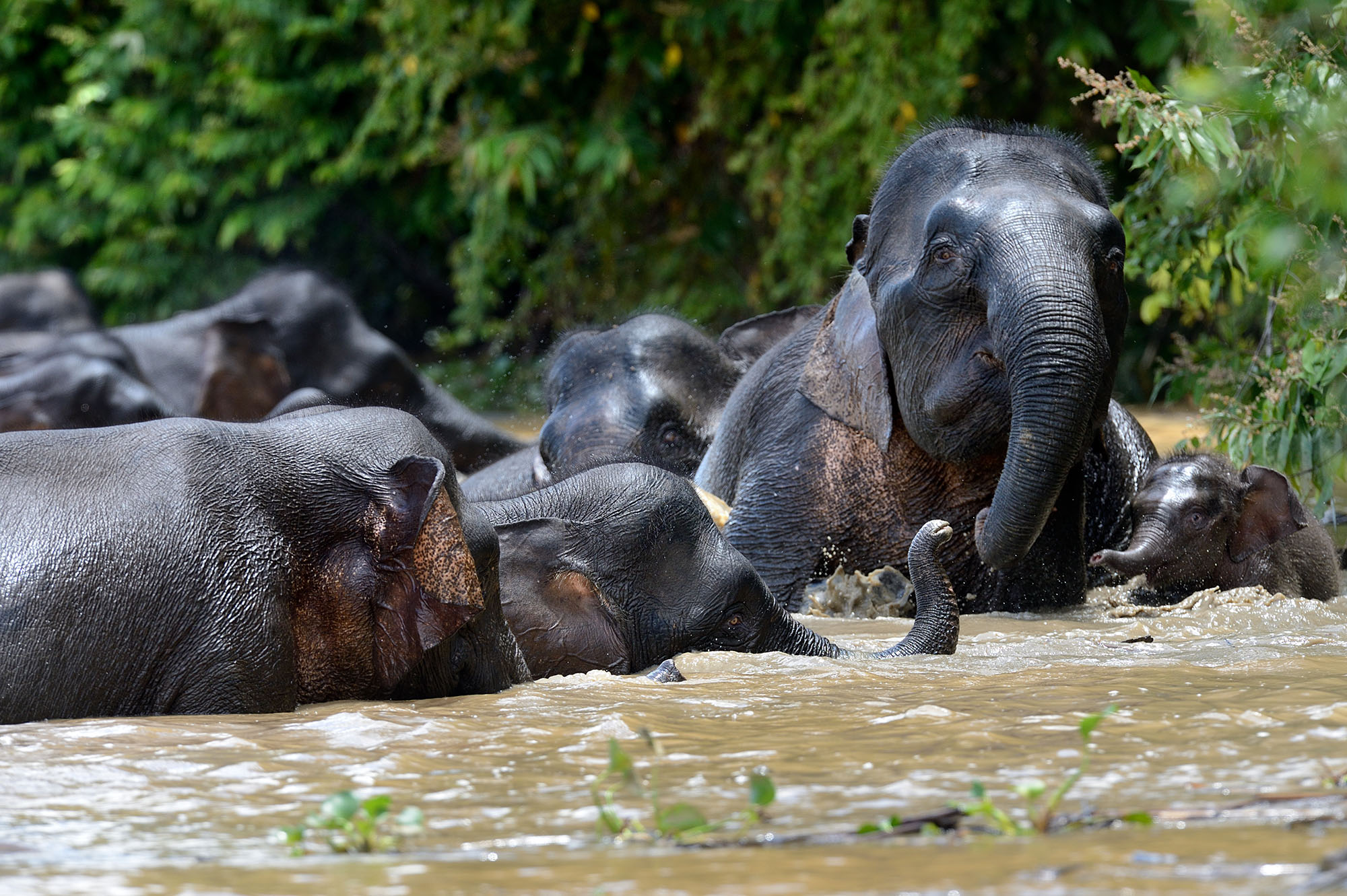 best wildlife tours borneo