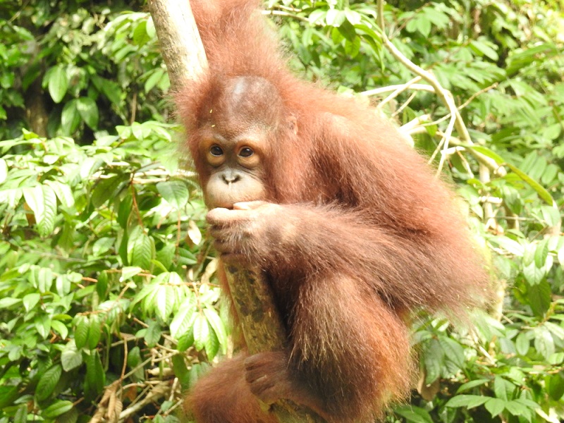 Chikita balancing 