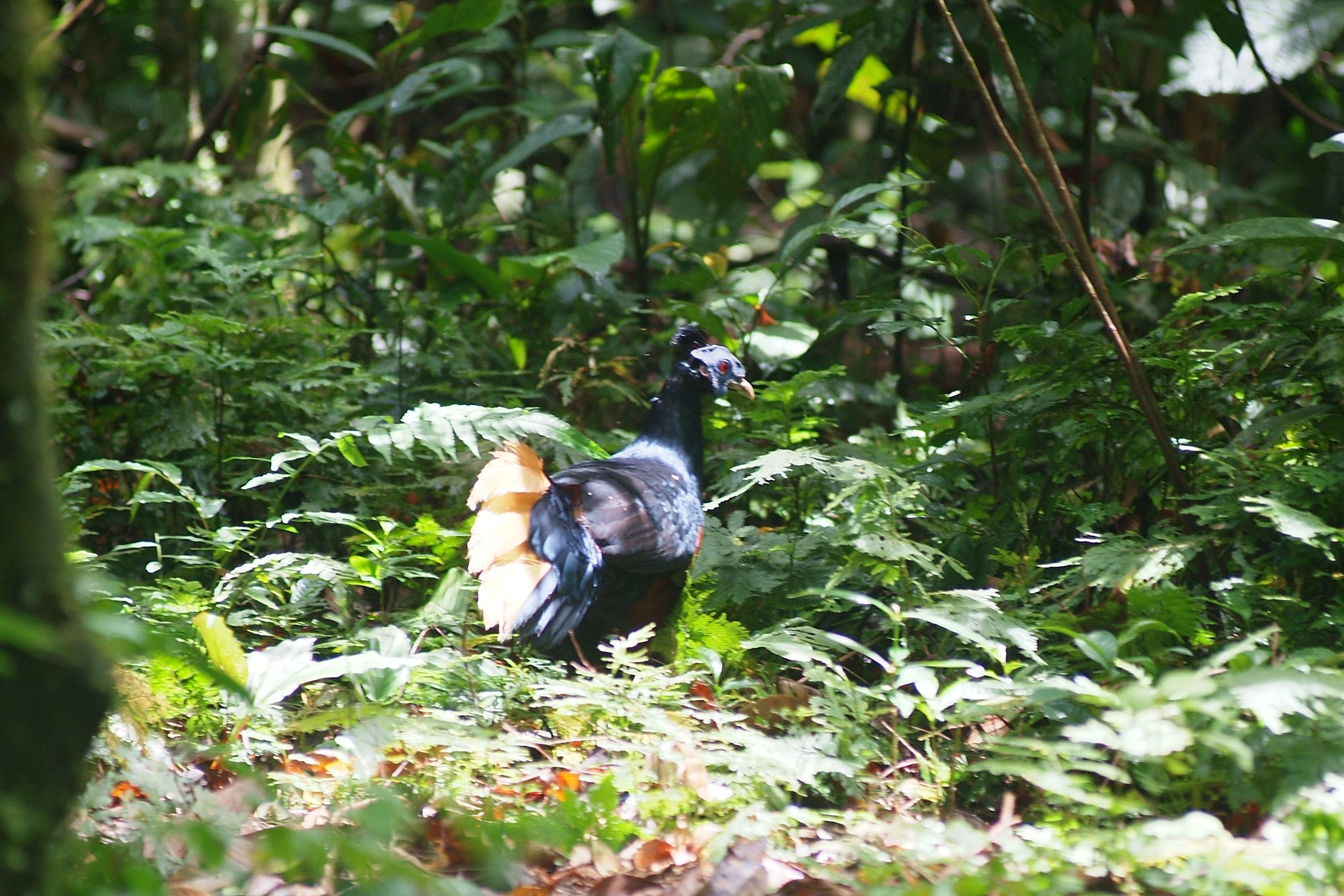 danum-valley-080