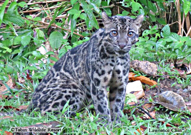 tabin-clouded-leopard-juvenile