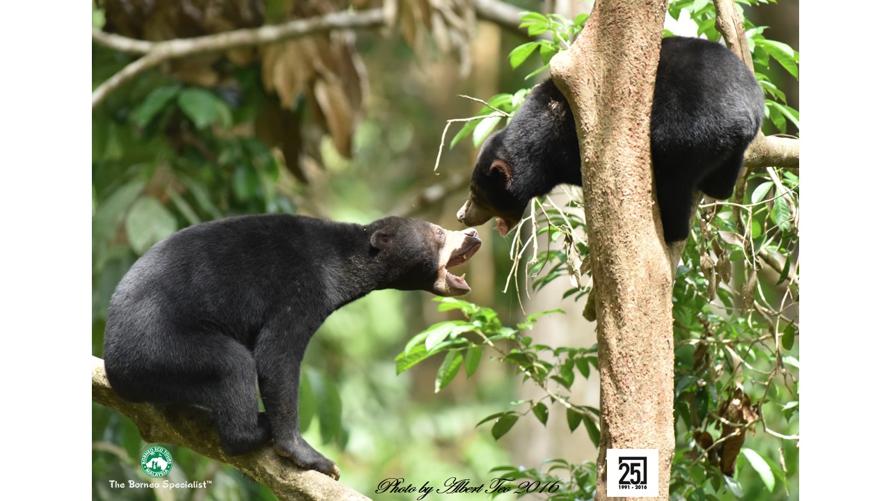 Best Places To See Wildlife In Sabah, Borneo | Borneo Eco Tours | Blog
