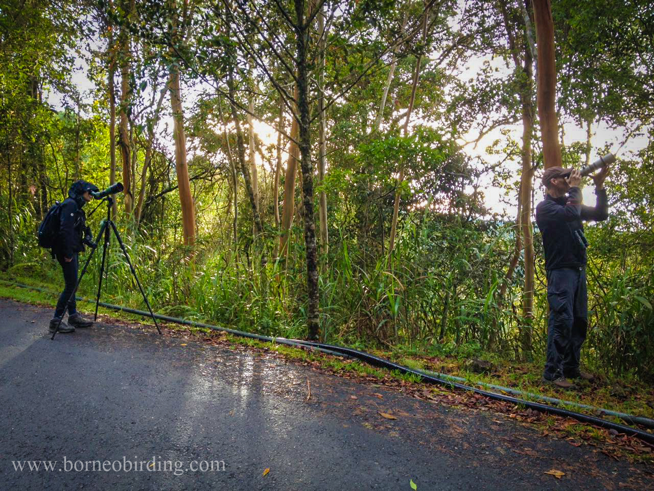 Borneo Birding