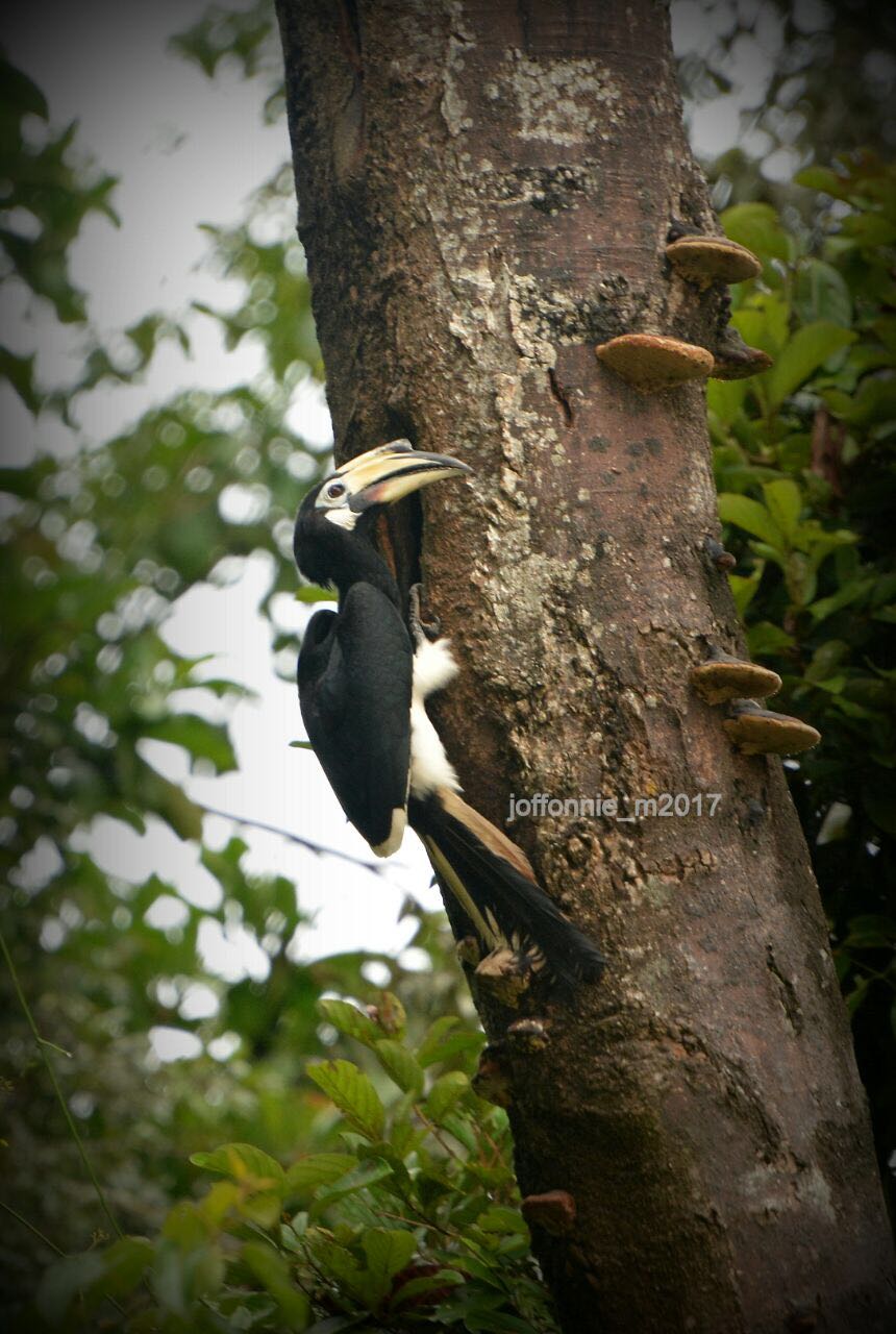 JOFF - Oriental pied hornbill checking the nest