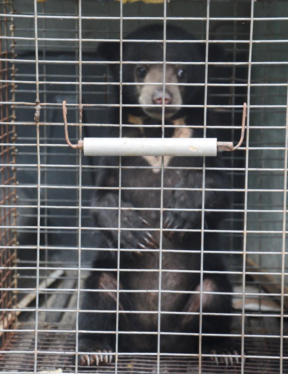 Bintang when she first arrived at the centre in 2014. Poor baby was quite traumatized for being kept as a pet in an iron cage