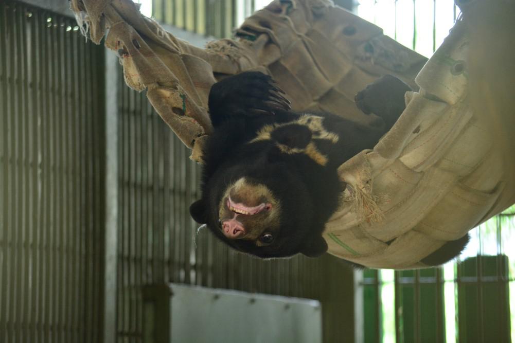 Bintang enjoying her time on a hammock
