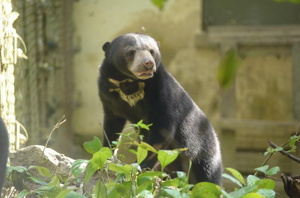 Finally, Bintang stepped out into the forest enclosure