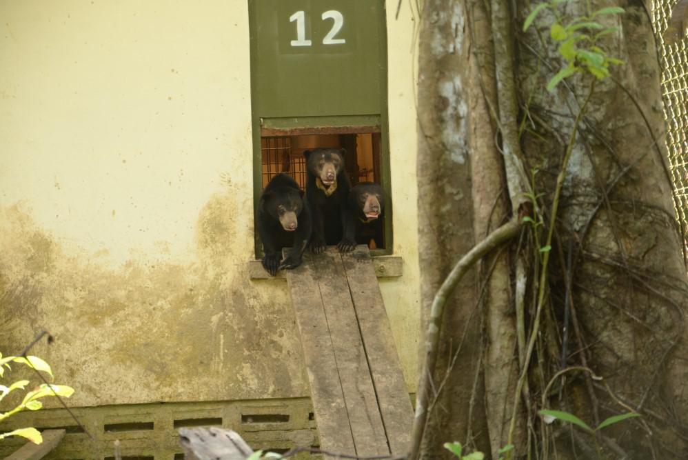 These three little bears peek out from the indoor bear house