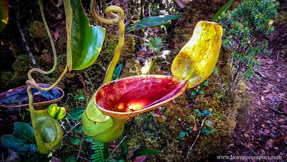 Nepenthes