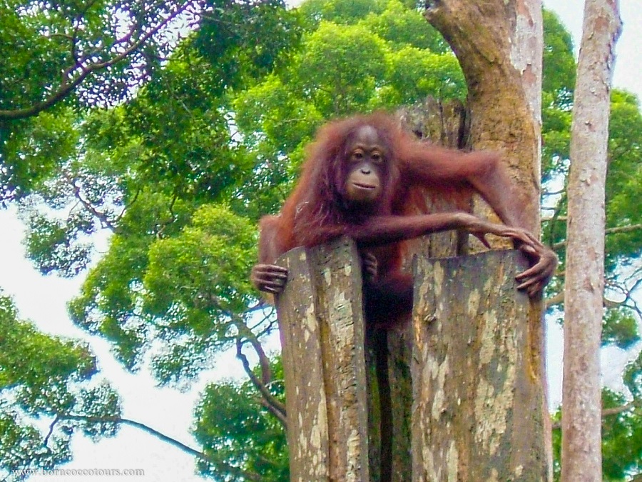 Sepilok