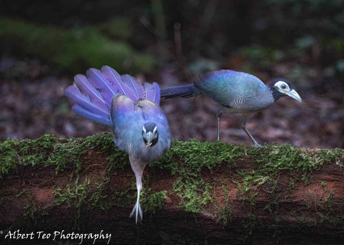 bornean ground cuckoo