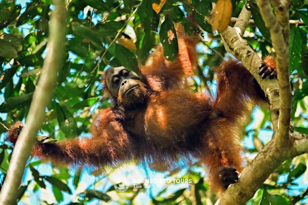 Experience Wildlife Encounters in Borneo