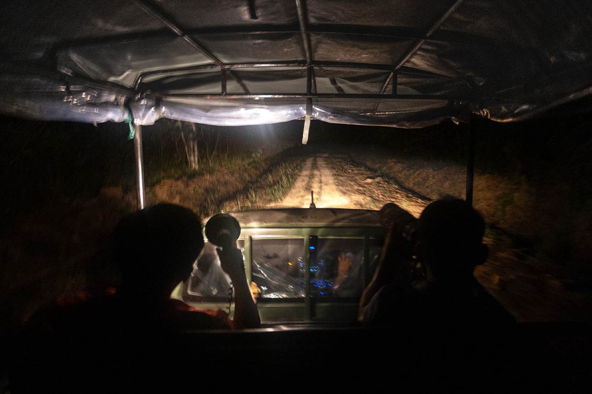 night drive