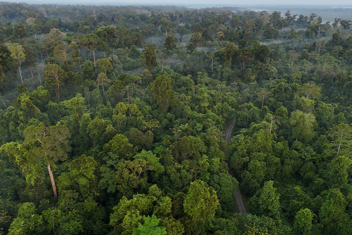 Lush Borneo Rainforest