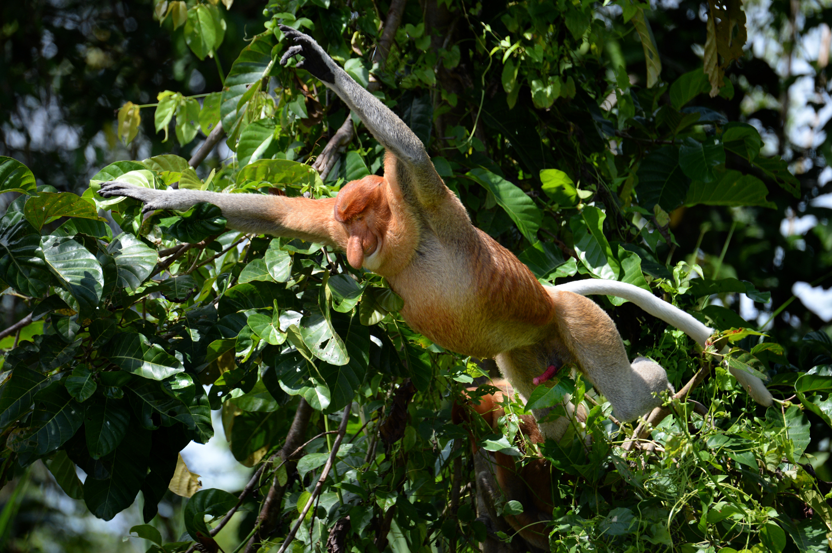 Leaping Proboscis Monkey