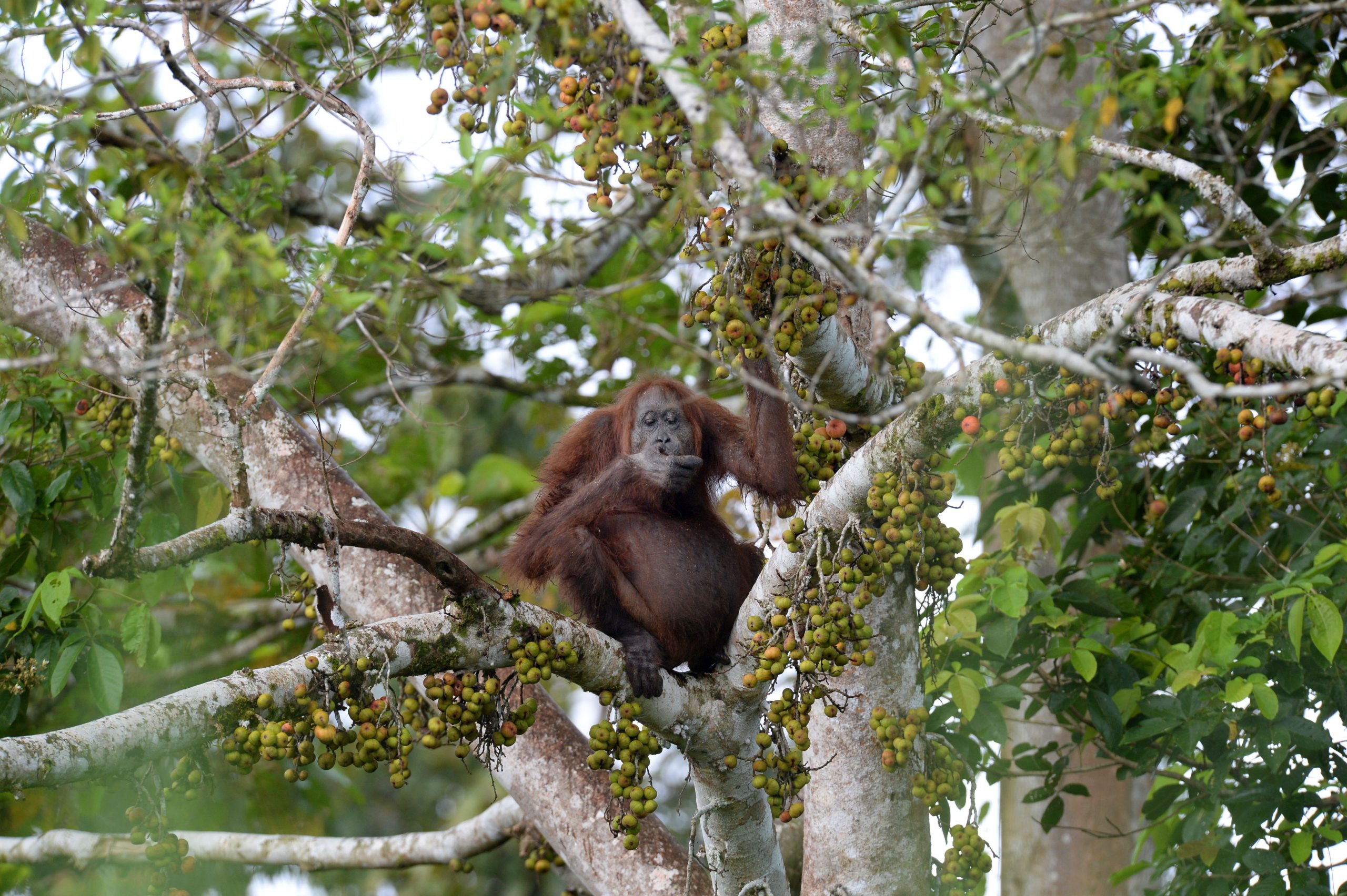 Wild Orang Utan