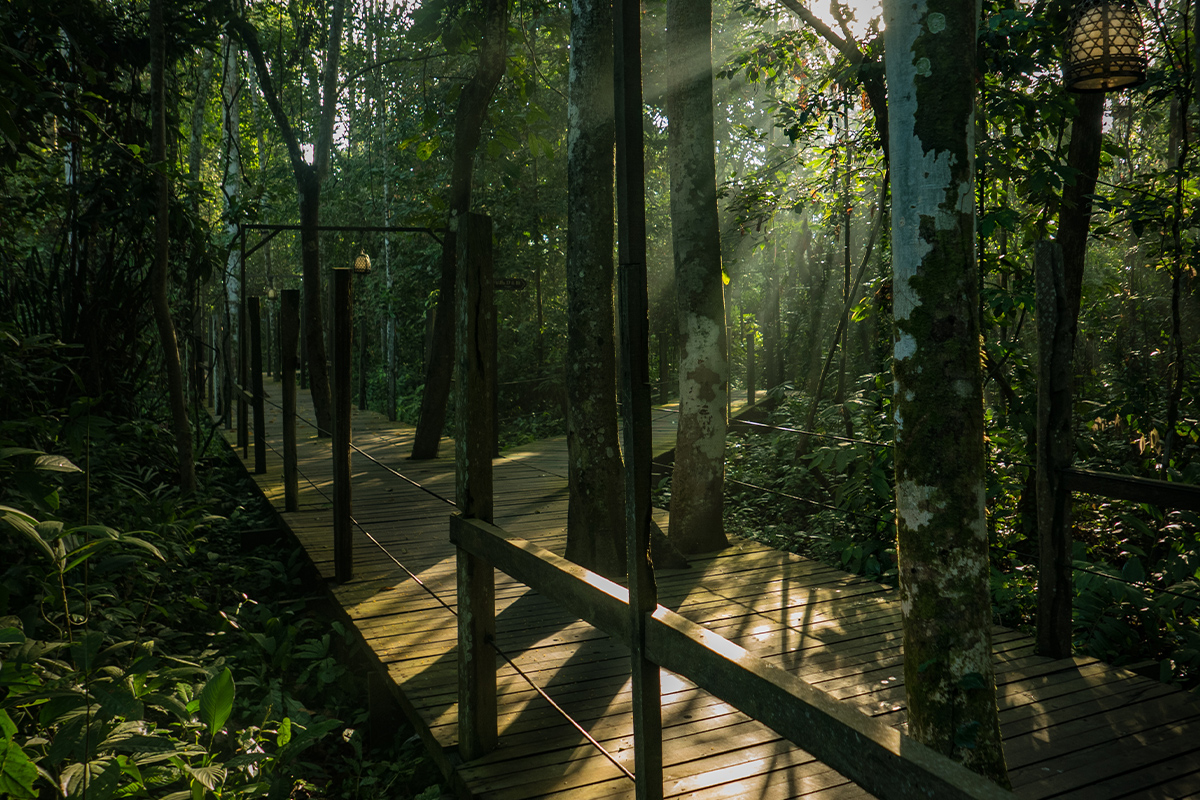 hornbill-boardwalk