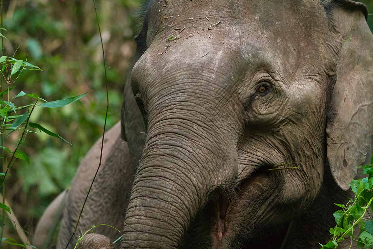 close up of bornean pygmy elephant