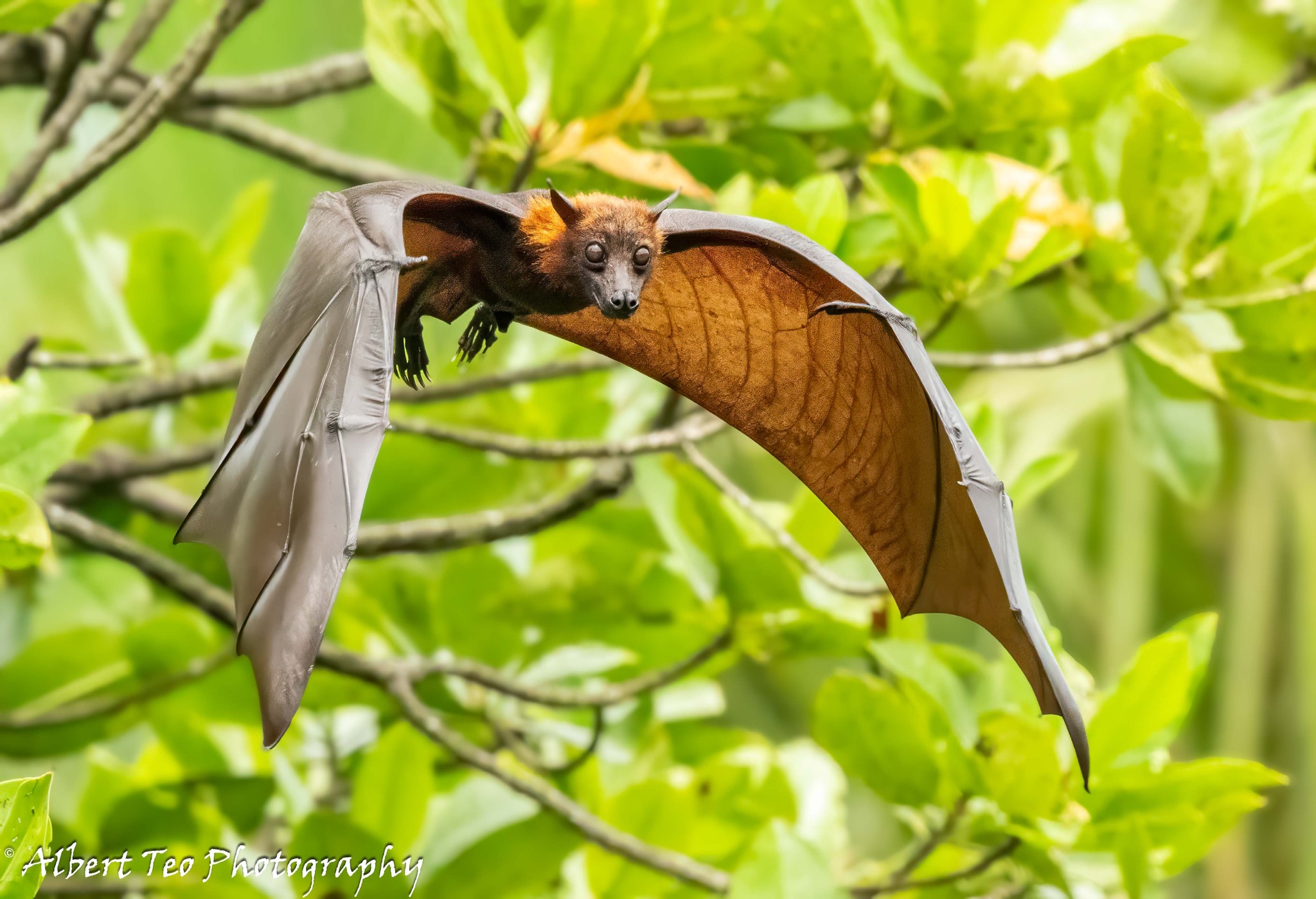 Flying Fox