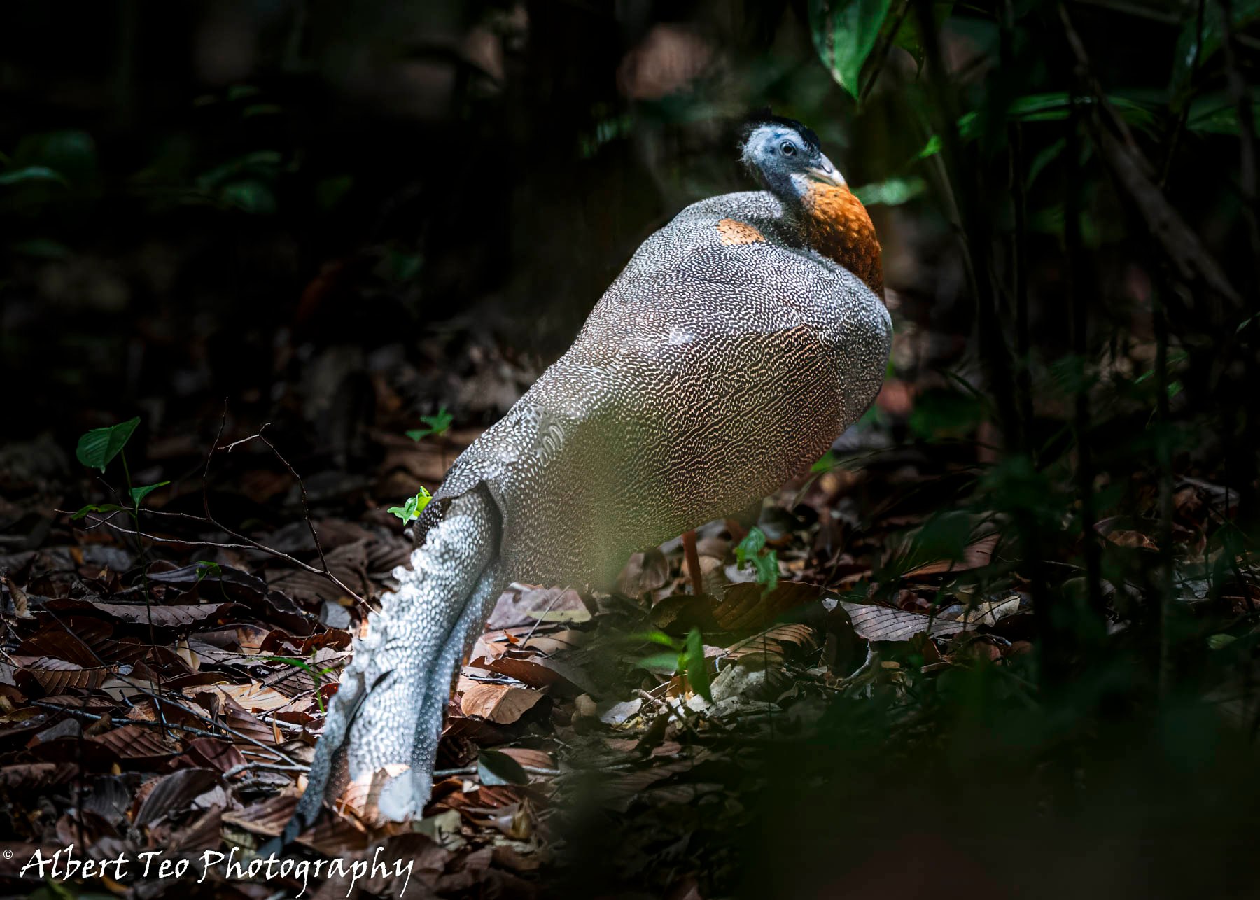 Great Argus Pheasant