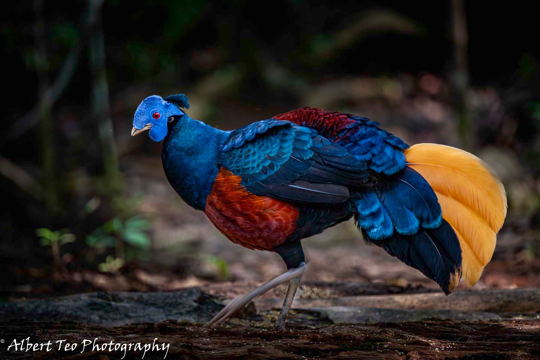 Crested Fireback