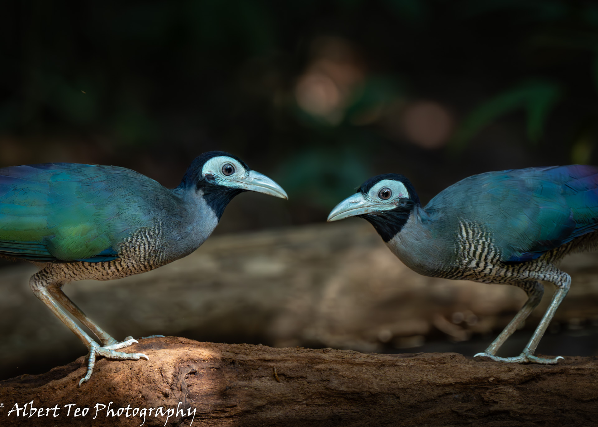 Bornean Ground Cuckoo