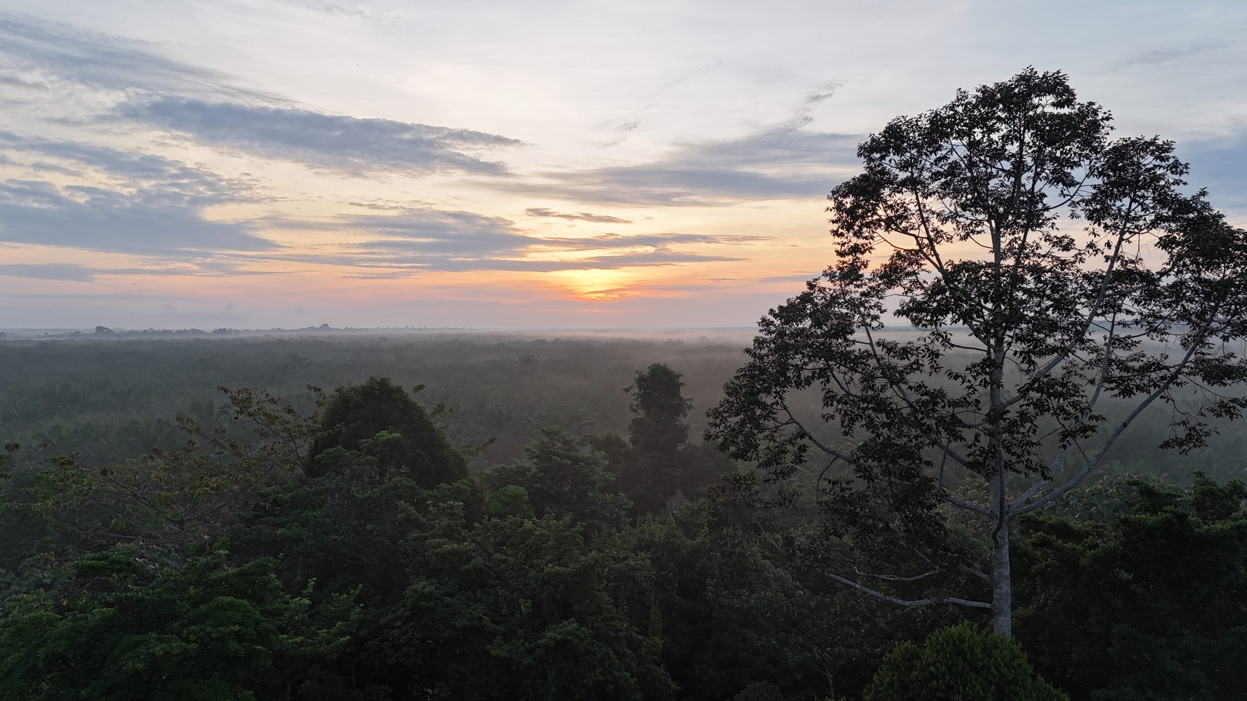 Sungai Kapur Virgin Jungle Reserve