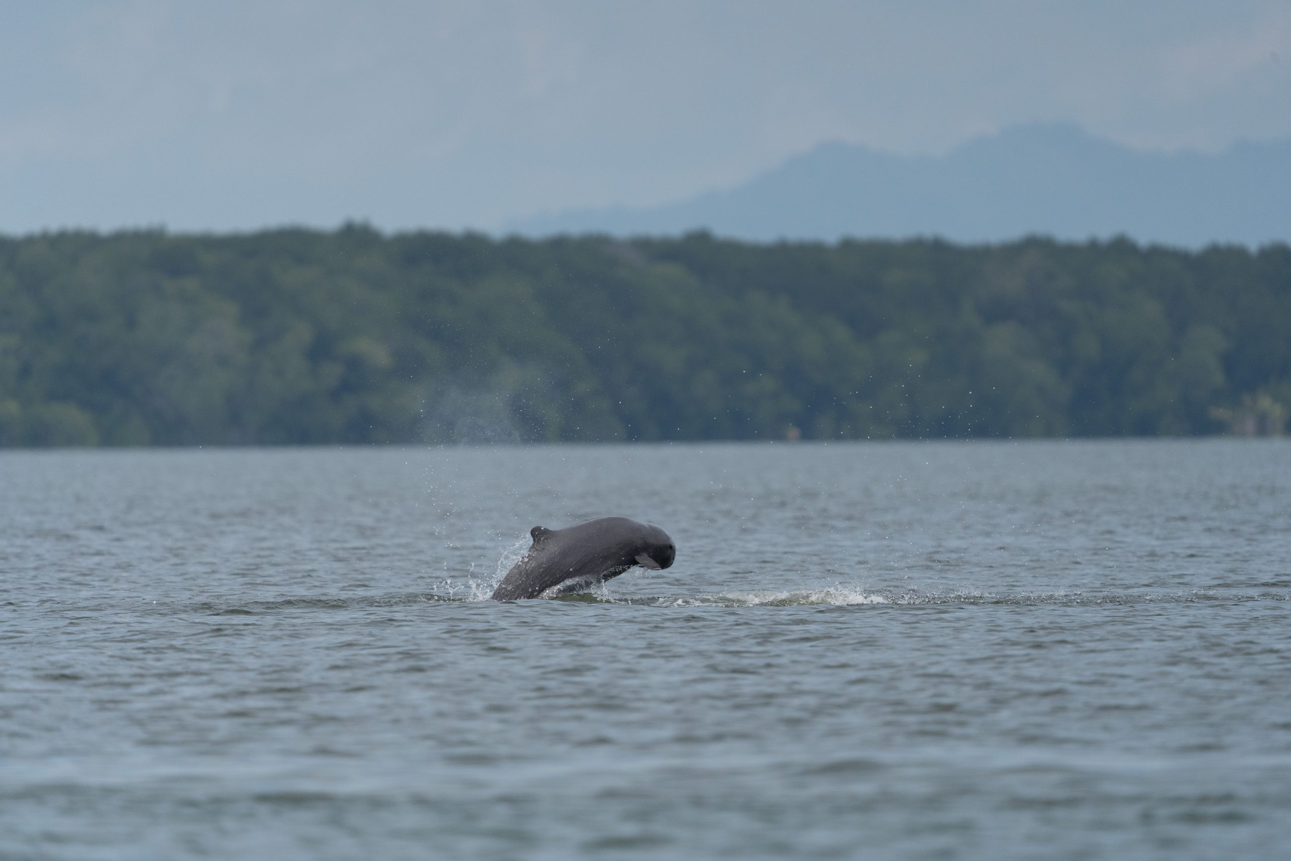 Irrawady Dolphin