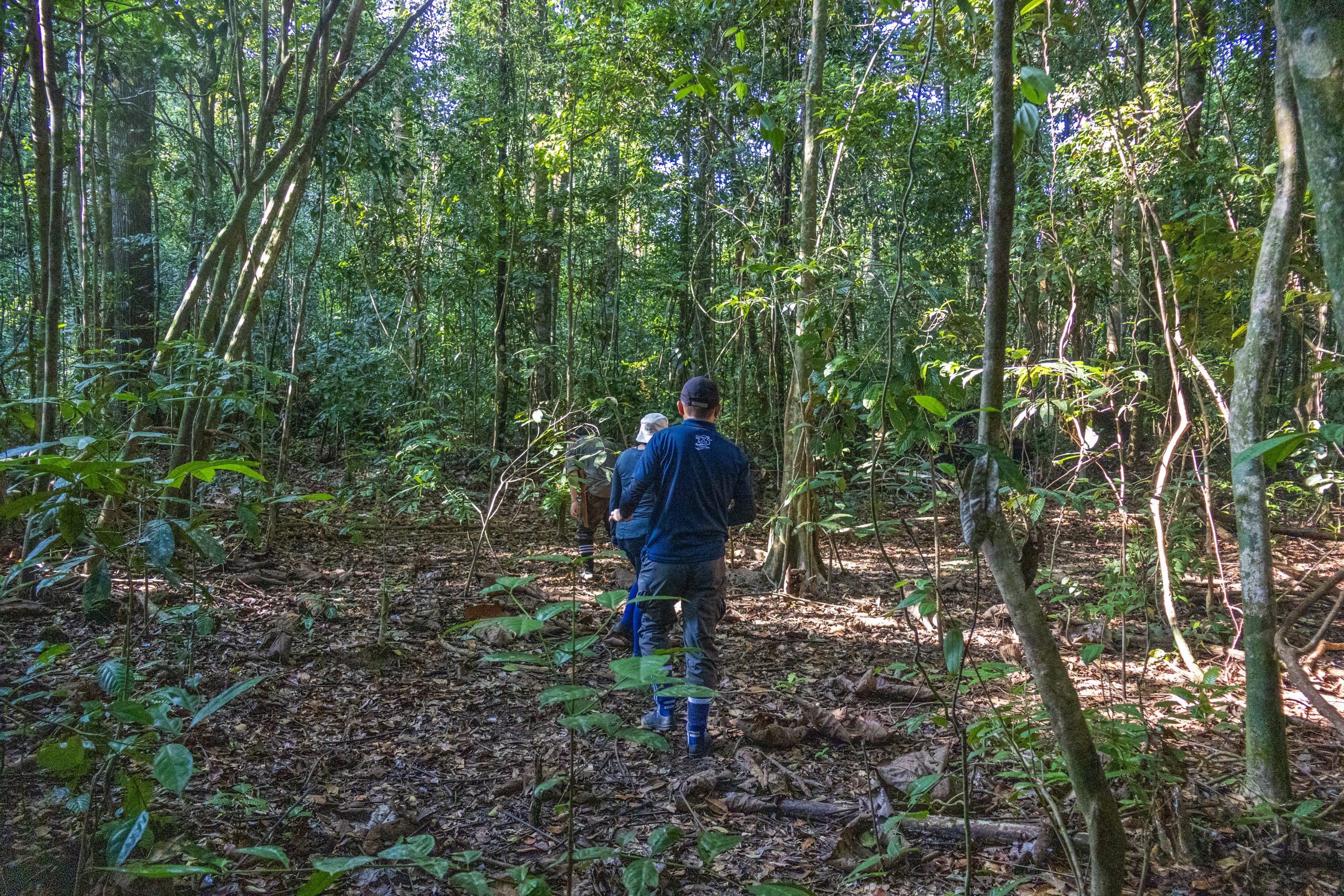 jungle trekking in sungai kapur virgin jungle reserve