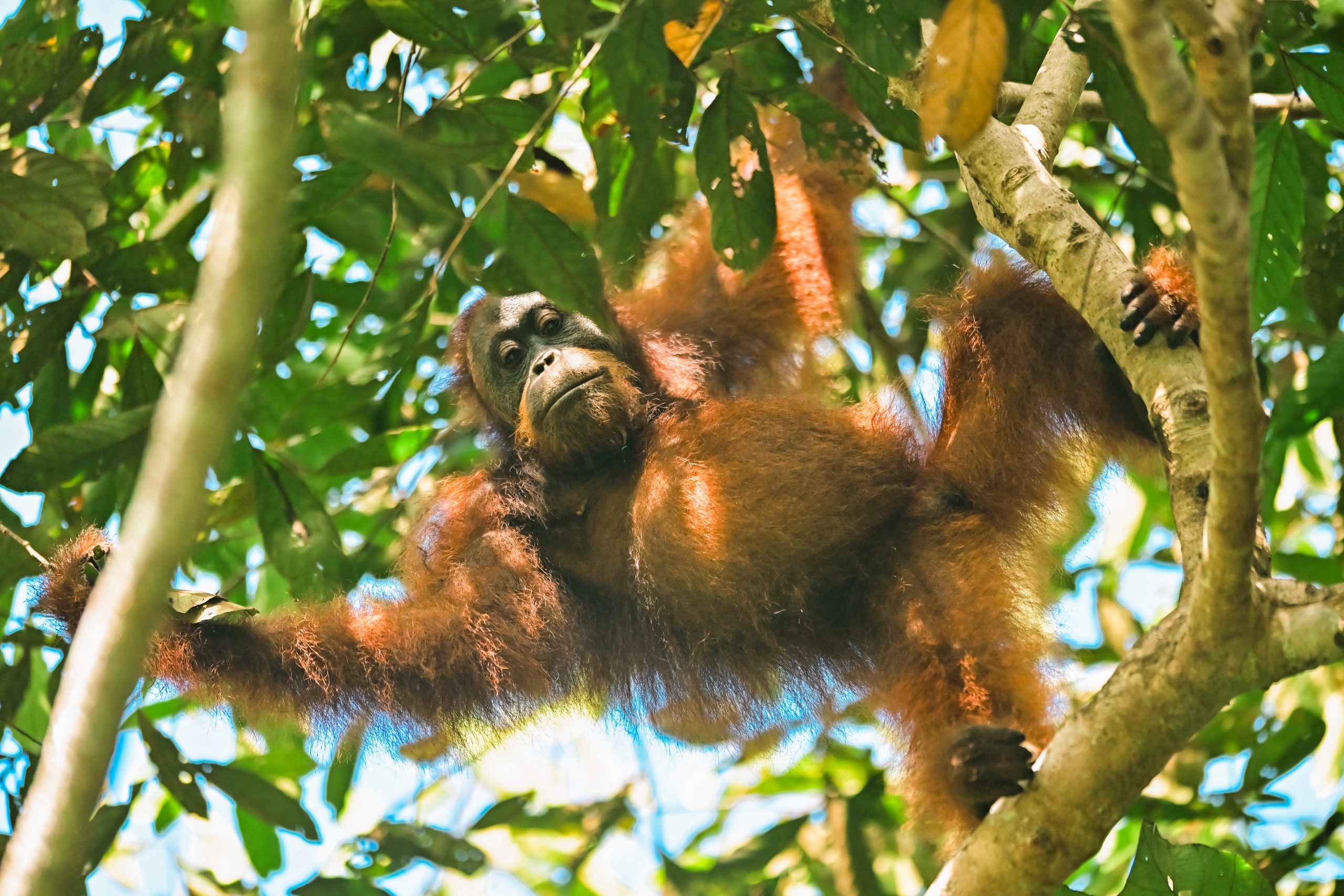 orang utan