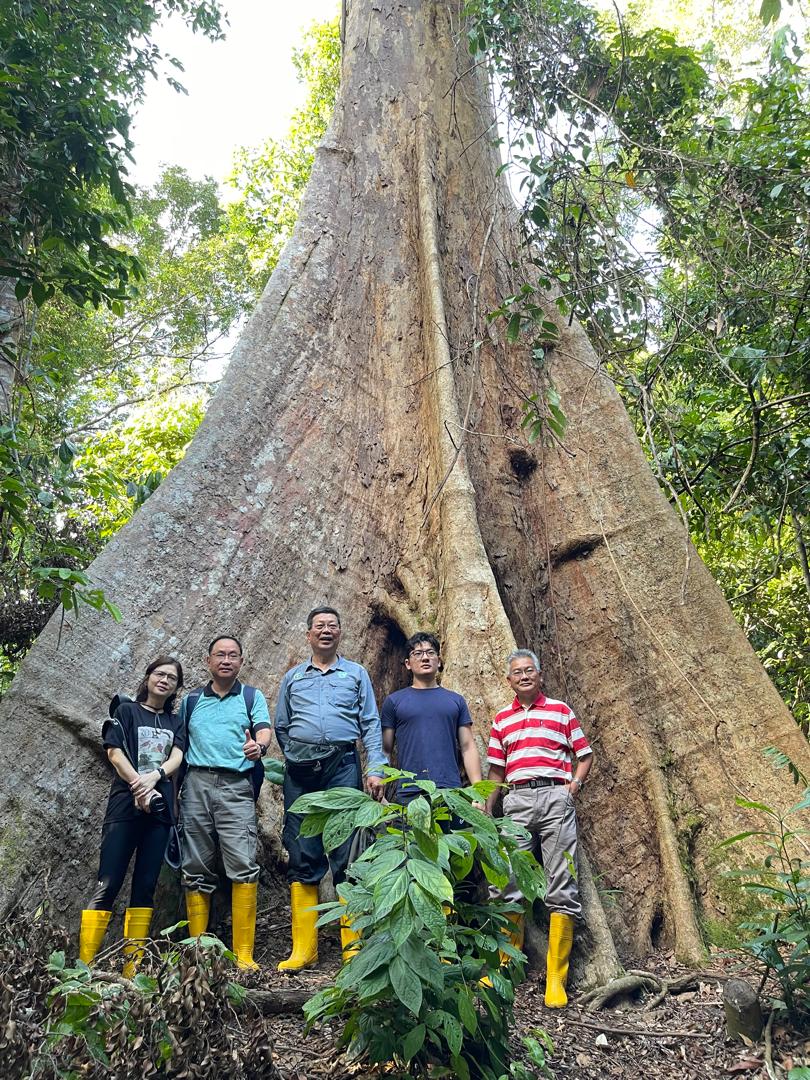 Giant Kapur