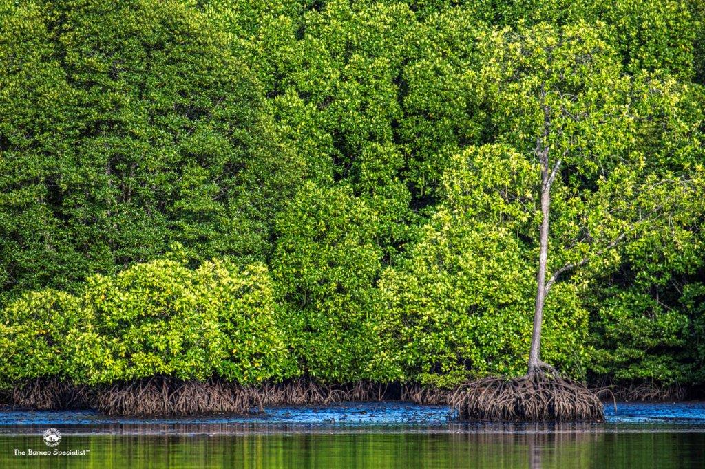 mangrove rainforest