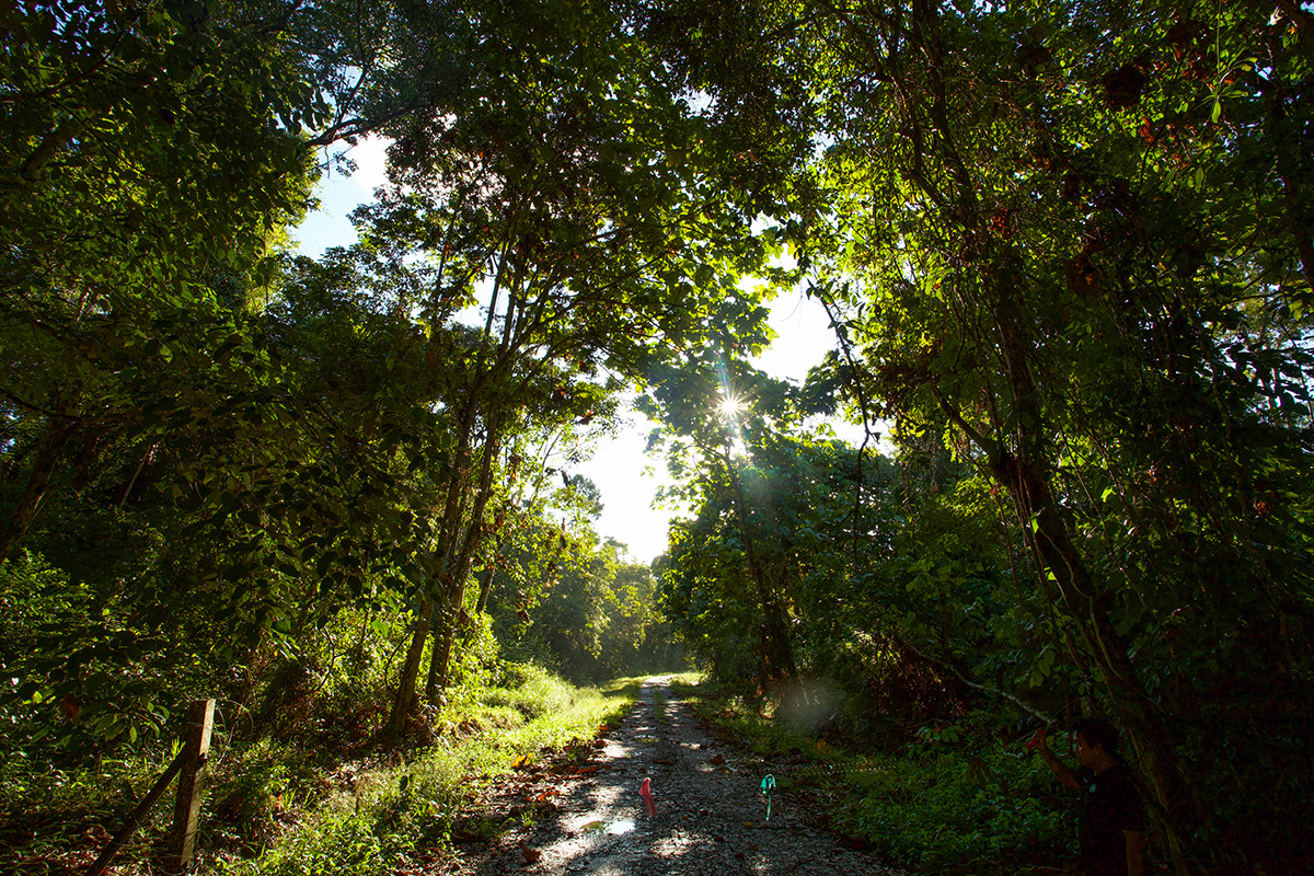 sungai kapur jungle