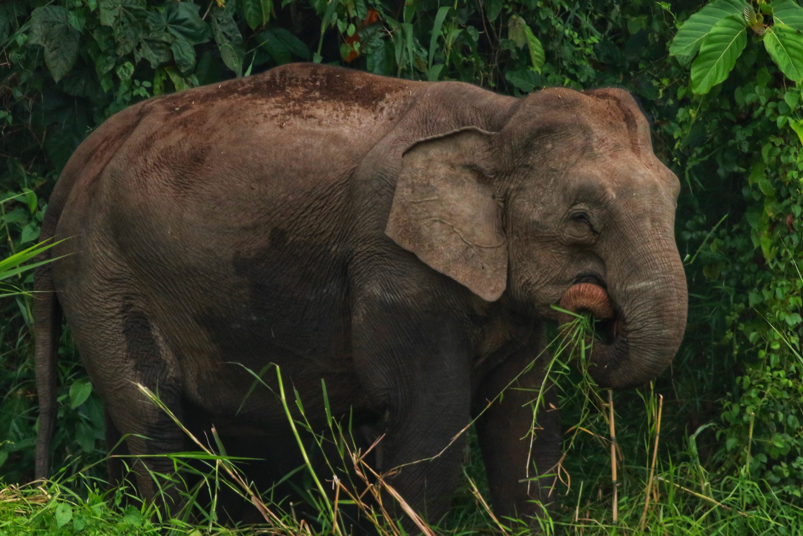 Bornean Pygmy Elephant