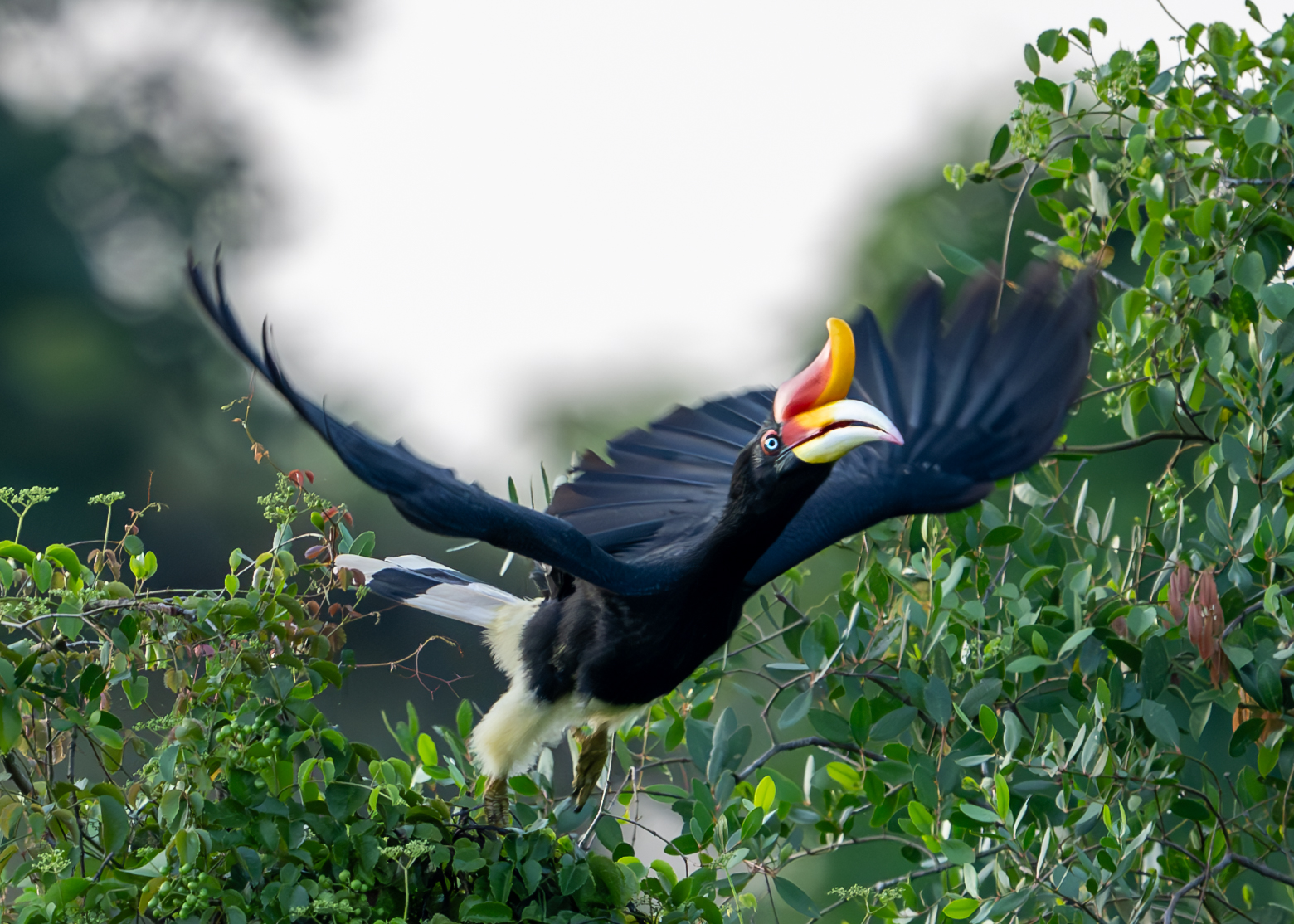 rhinoceros hornbill in flight