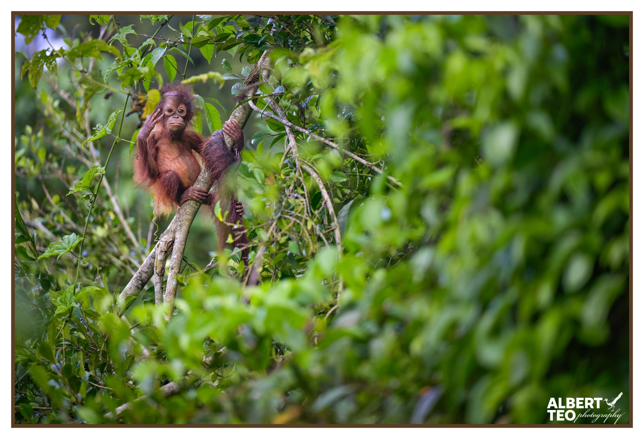 baby orang utan