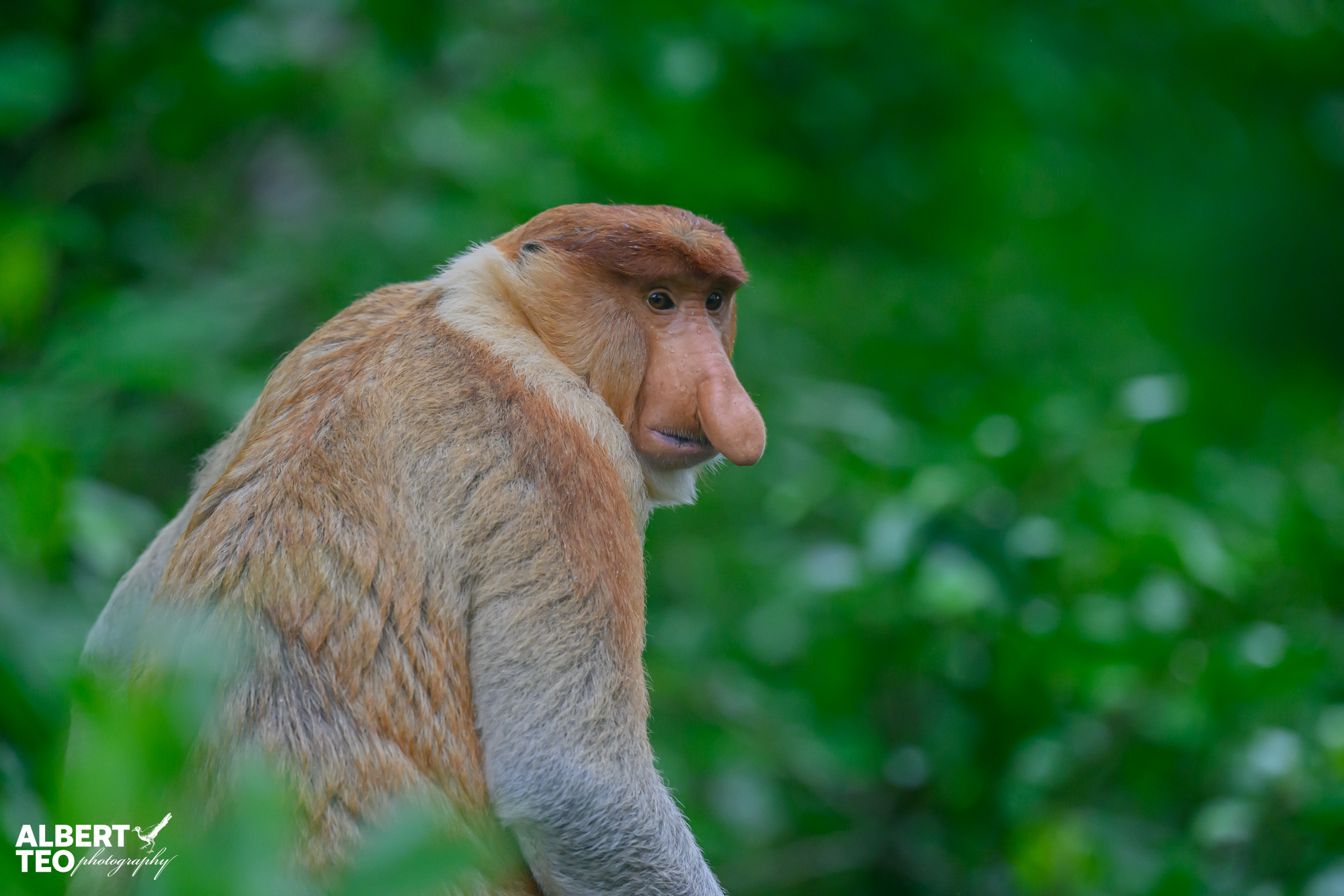 a male proboscis monkey