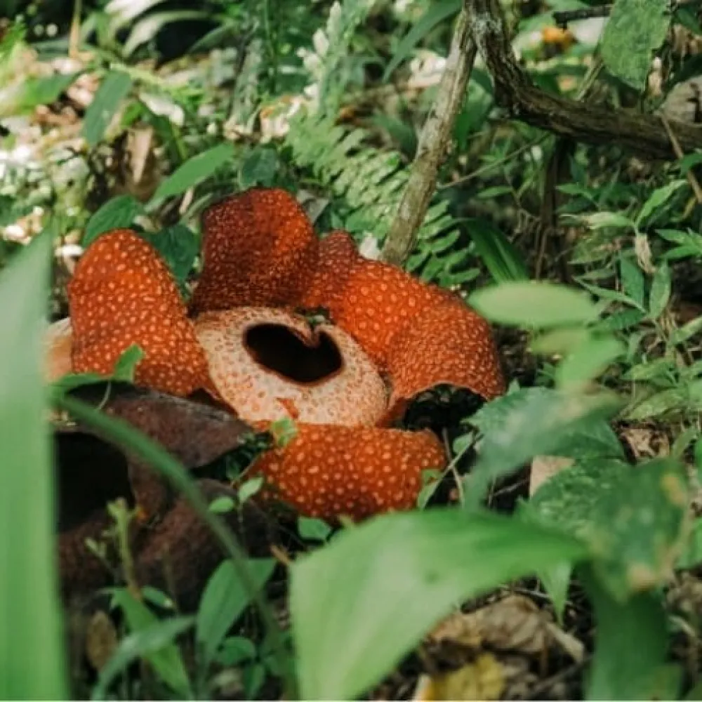 Things To Do - Seeing the Rafflesia in Ranau - The World Biggest Flower