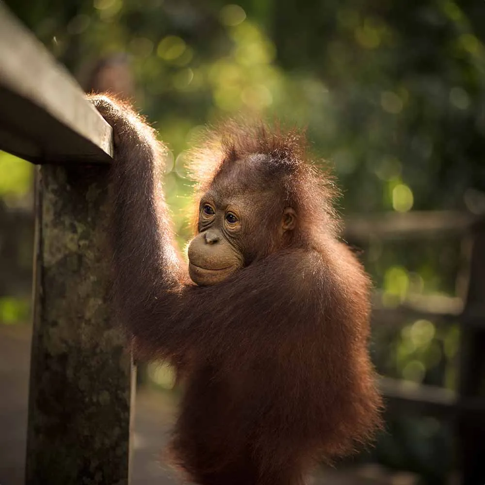 Orang Utan (Half Day Without Lunch)