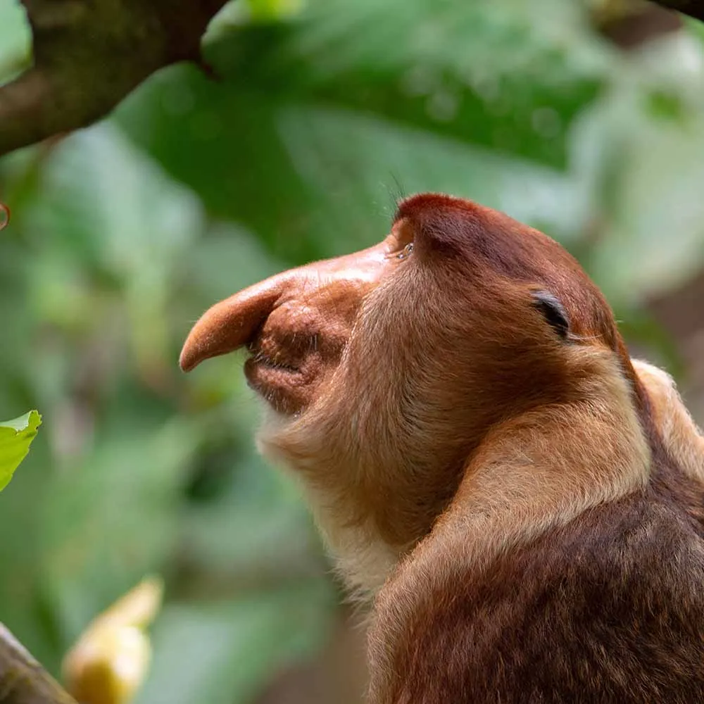 Borneo Primates Borneo Primates