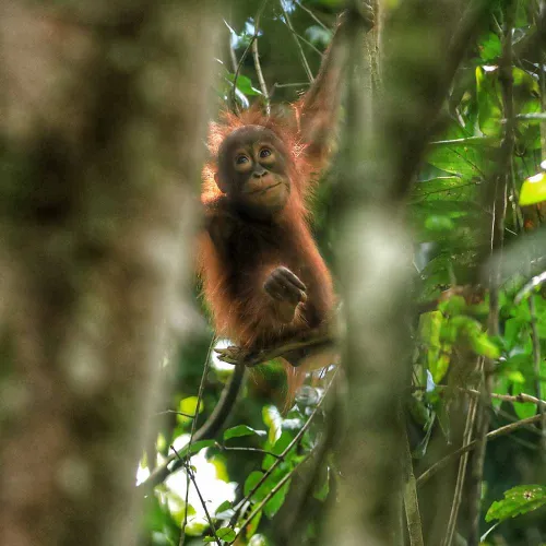 Sepilok Wildlife and Sandakan