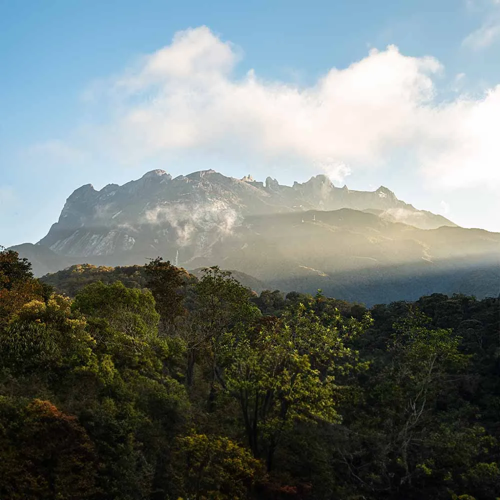 Kinabalu Park Botanique Kinabalu Park Botanique