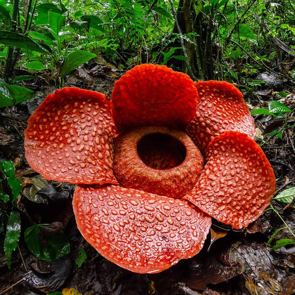 Kinabalu Park Overnight