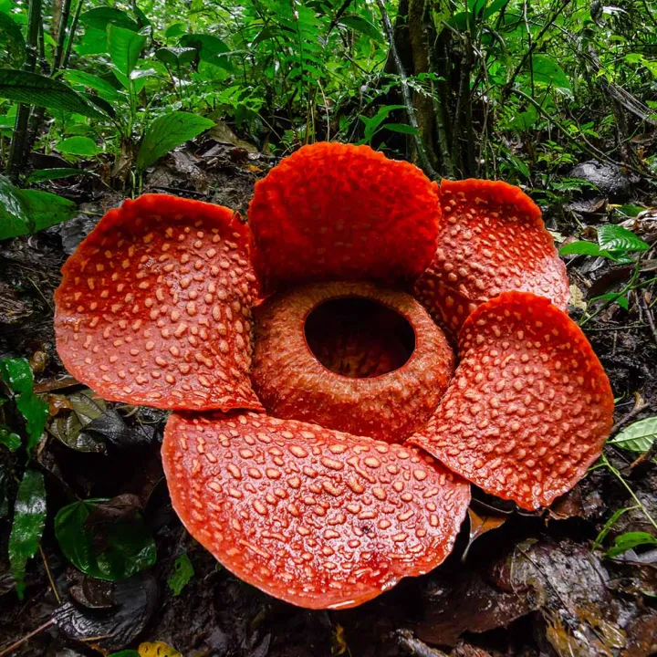 Kinabalu Park Overnight