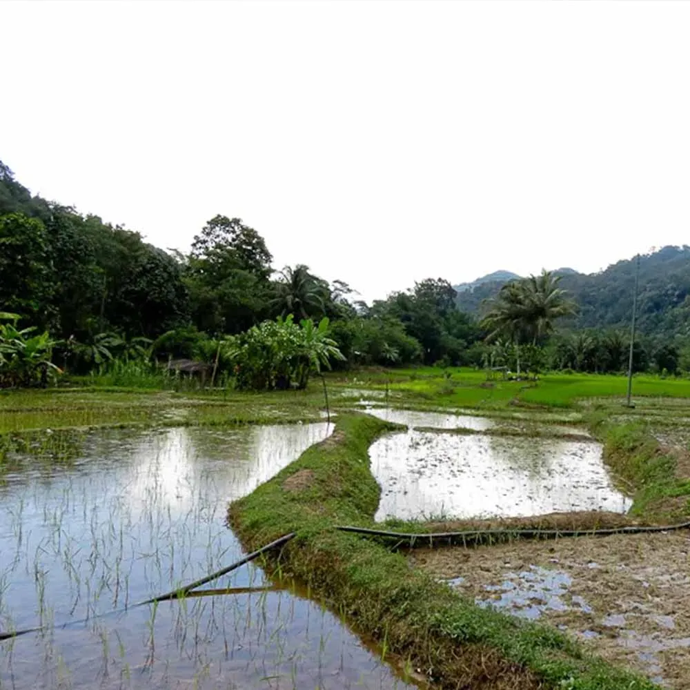 Kiulu Valley Farmstay 2D1N