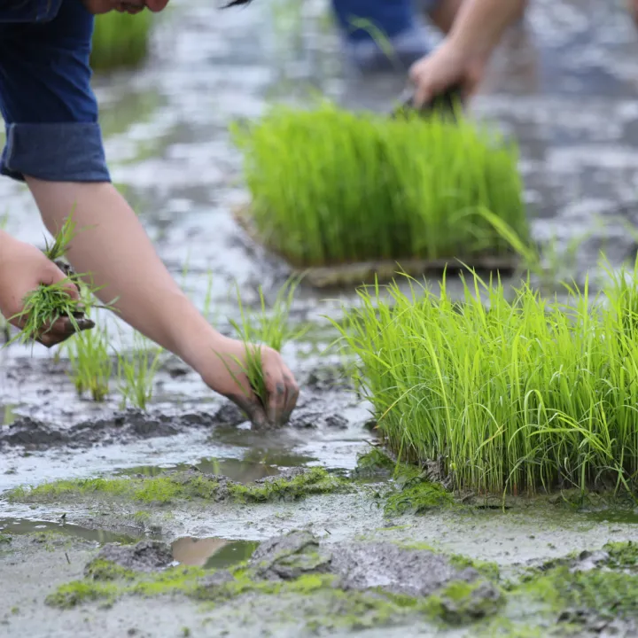 Kiulu Valley Homestay