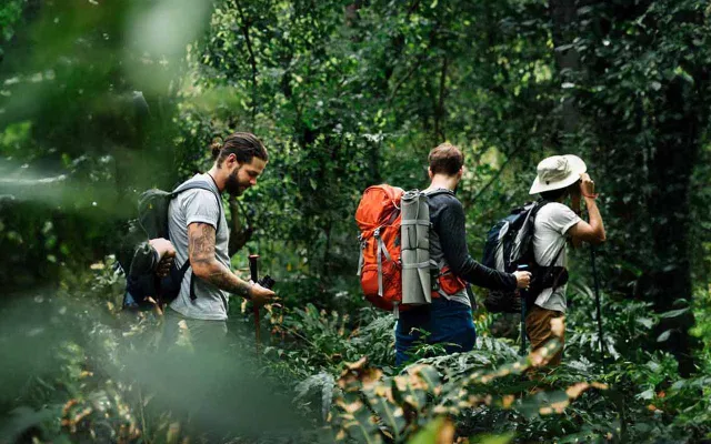 Jungle Trekking in Borneo's Rainforest