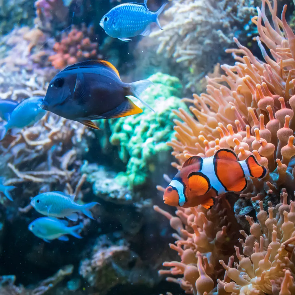 Dive Tunku Abdul Rahman Park